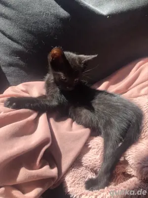 Junge Katzen kater