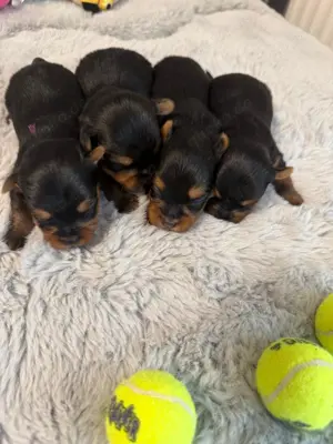 Welpen Yorkshire Terrier 
