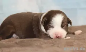 Australian shepherd welpen  