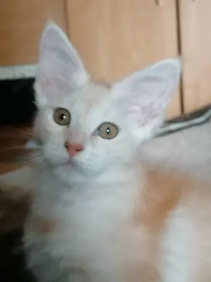 Maine Coon kitten
