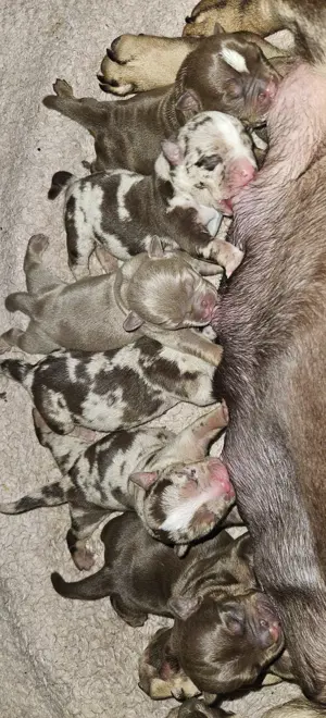 Wunderschöne American Bully Welpen suchen ein liebevolles Zuhause!