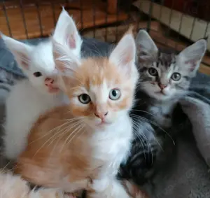 Maine Coon kitten
