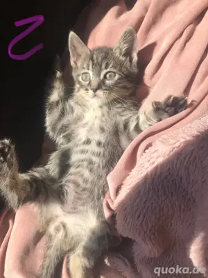 Junger Kater, Katze