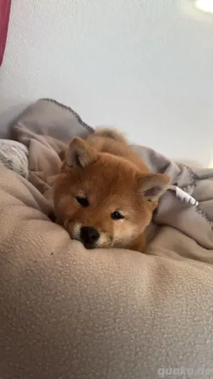 Shiba inu Welpen mit Papieren!
