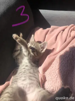 Kätzchen Katze, weiblich