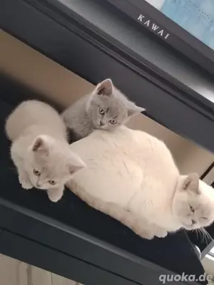 BKH Kitten - Britisch Kurzhaar Kater Baby Katze