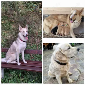 Husky-Mix- Golden retriever Welpen