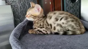 Katze Kätzchen Bengal Rosetten 