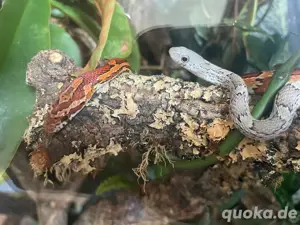 2 Kornnattern inkl. Exoterra Terrarium