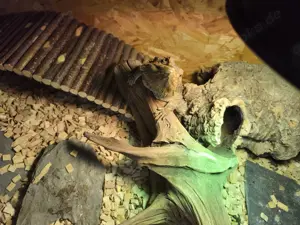 Bartagame mit Terrarium 190*60*62 und Zubehör zu verkaufen! Bartagame männlich