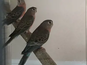 Bourkesittiche 