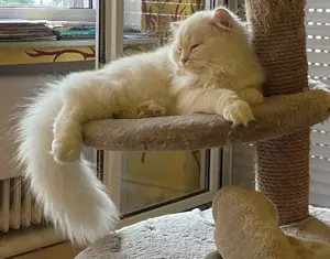 BKH Britisch Langhaar Deckkater Plüschi