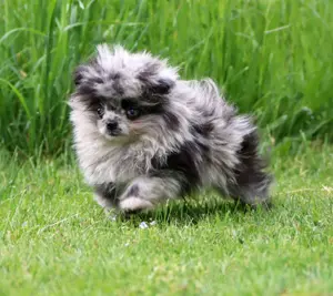 Wunderschöne reisrassige Pomeranian (Zwergspitz)  Welpen Bild 4