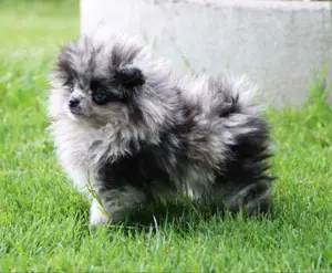 Wunderschöne reisrassige Pomeranian (Zwergspitz) Hündin Welpe 