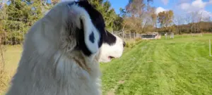 Welben Aussie Pyrenees