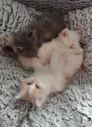 Maine coon  BLH  Kitten