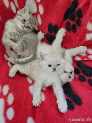 BKH- Kitten zuverkaufen 