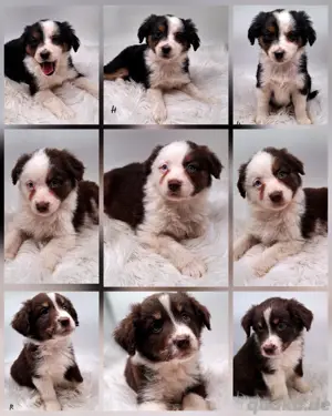 Miniature Australian Shepherd Welpen mit Papieren 