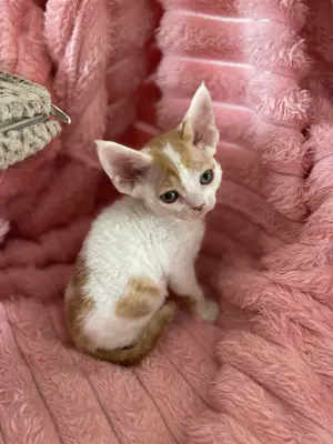 Devon Rex Kater , Stammbaum FIFE 