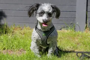 Gottlieb, 8 Jahre - Mischling - Tierhilfe Franken e.V.