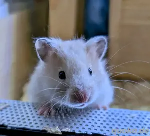 handzahme Goldhamster Weibchen 