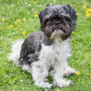 Sir Bobby, 5 Jahre - Shih Tzu - Tierhilfe Franken e.V.