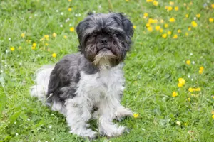 Sir Bobby - 5 Jahre - Shih Tzu - Tierhilfe Franken e.V.