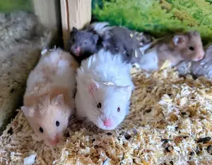 Goldhamster Männchen 