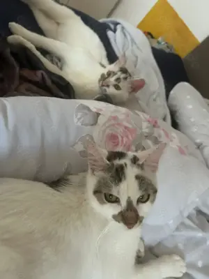 Katzen Brüder Duo (DRINGEND) sonst morgen Tierheim!!!