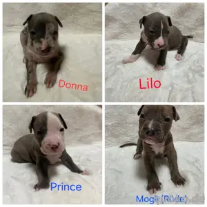 American Bully XL Welpen