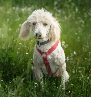 Kefir - 1 Jahr - Puli Mix - Tierhilfe Franken e.V.