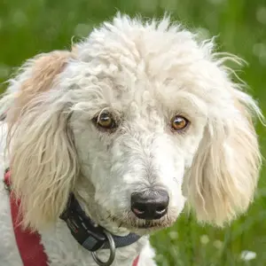 Kefir, 1 Jahr - Puli-Mix - Tierhilfe Franken e.V.