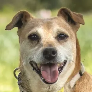 Halle - 7 Jahre - Pinscher Mix - Tierhilfe e.V.