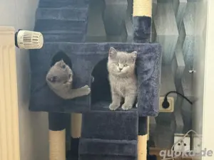 britich kurzhaar  kater