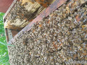Bienen Jungvölker bio