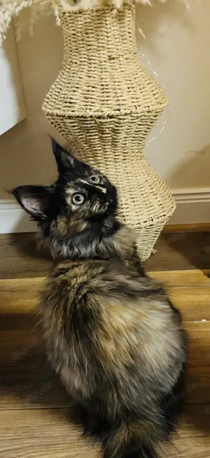 Maine coon kitten 