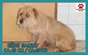 Süßer Sammy sucht ein schönes Zuhause