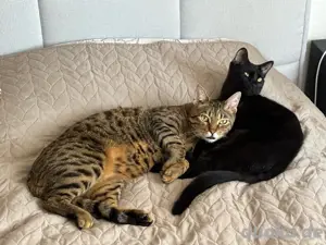 Verkaufen 2 Kater