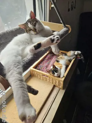 Gerettete Katzenkinder Sunshine(Glückskatze) und Moon suchen ihr Zuhause
