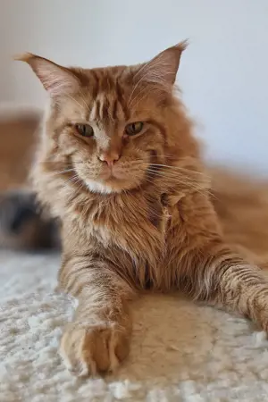 Deckkater mit Gentest