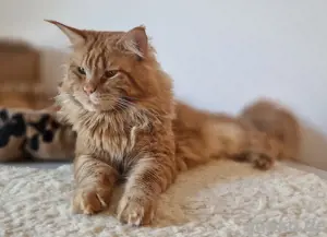 Deckkater mit Gentest