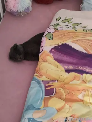 katze zu verkaufen 