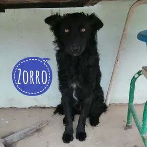 Zorro, wunderhübscher Mudi   Kroatischer Schäferhund Mix