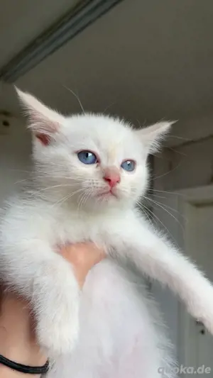 süsser ragdoll babykitten sucht zuhause 