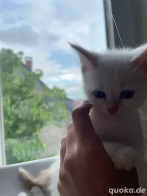 süsse babykatze sucht zuhause 