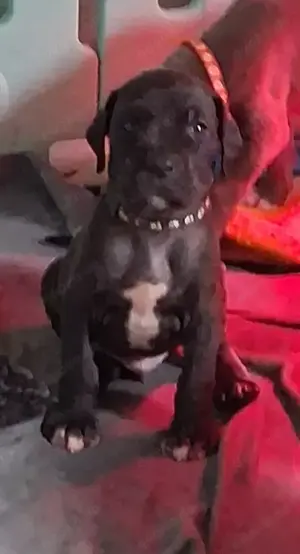 deutsche Doggenbabies in blau, schwarz  und schoko