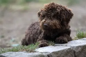 Lagotto Romagnolo