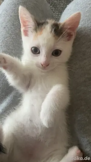 babykatze europäisch kurzhaar glückskatzd
