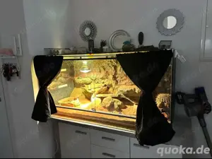 Zwei Bartagamen mit komplettem Zubehör abzugeben. Männlich und Weiblich 
