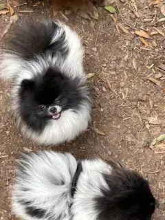 Zauberhafte echte Mini Pomeranian Bärchen in seltenen Farben mit Ahnentafel